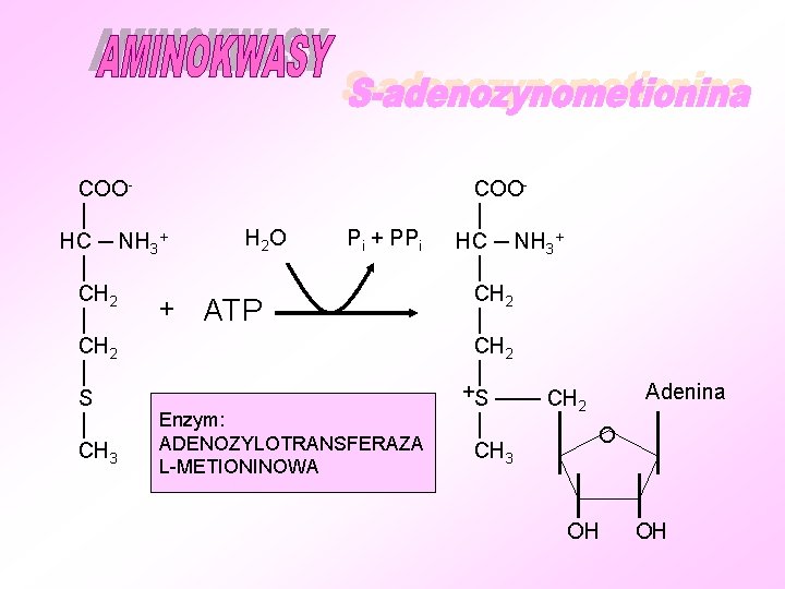 COO│ H 2 O Pi + PPi HC ─ NH 3+ │ CH 2