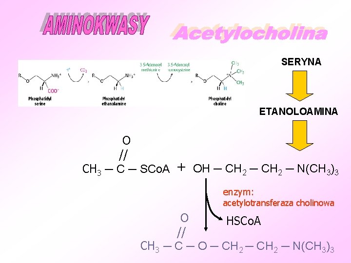 SERYNA ETANOLOAMINA O // CH 3 ─ C ─ SCo. A + OH ─