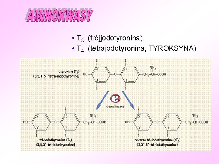  • T 3 (trójjodotyronina) • T 4 (tetrajodotyronina, TYROKSYNA) 