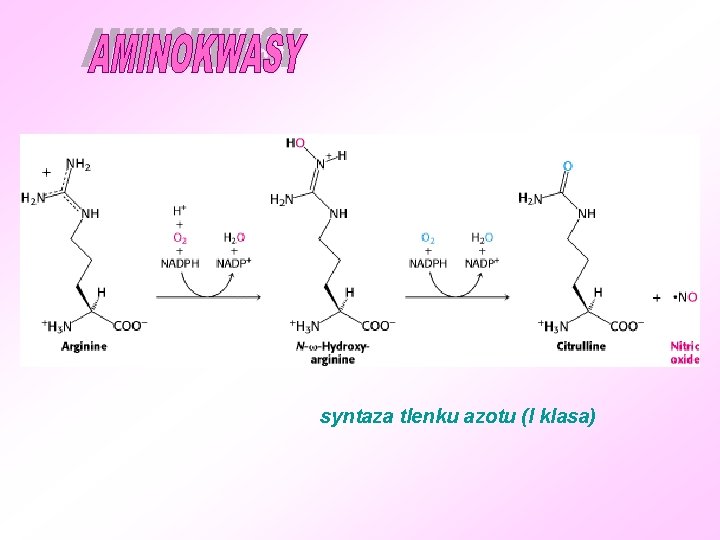 syntaza tlenku azotu (I klasa) 
