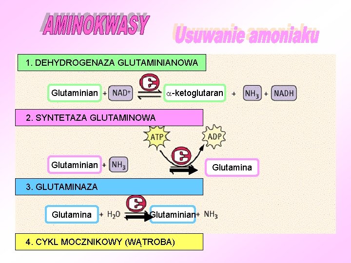 1. DEHYDROGENAZA GLUTAMINIANOWA -ketoglutaran Glutaminian 2. SYNTETAZA GLUTAMINOWA Glutaminian Glutamina 3. GLUTAMINAZA Glutamina Glutaminian