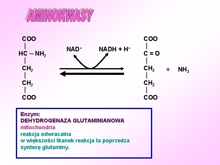 COO HC ─ NH 2 CH 2 COO- NAD+ NADH + H+ Enzym: DEHYDROGENAZA