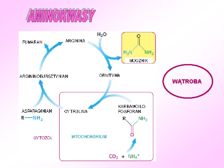 WĄTROBA 