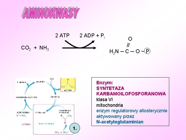 2 ATP 2 ADP + Pi CO 2 + NH 3 O // H