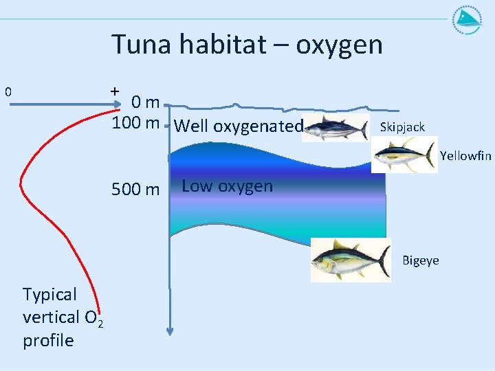 Tuna habitat – oxygen + 0 0 m 100 m Well oxygenated Skipjack Yellowfin