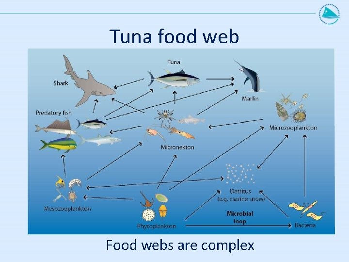 Tuna food web Food webs are complex 