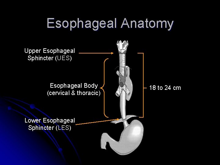 Esophageal Anatomy Upper Esophageal Sphincter (UES) Esophageal Body (cervical & thoracic) Lower Esophageal Sphincter