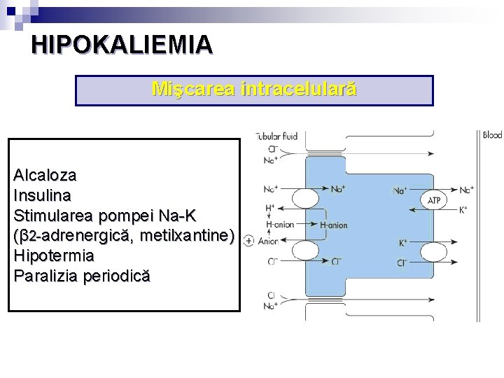 HIPOKALIEMIA Mişcarea intracelulară Alcaloza Insulina Stimularea pompei Na-K (β 2 -adrenergică, metilxantine) Hipotermia Paralizia