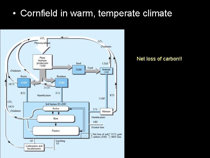  • Cornfield in warm, temperate climate Net loss of carbon!! 