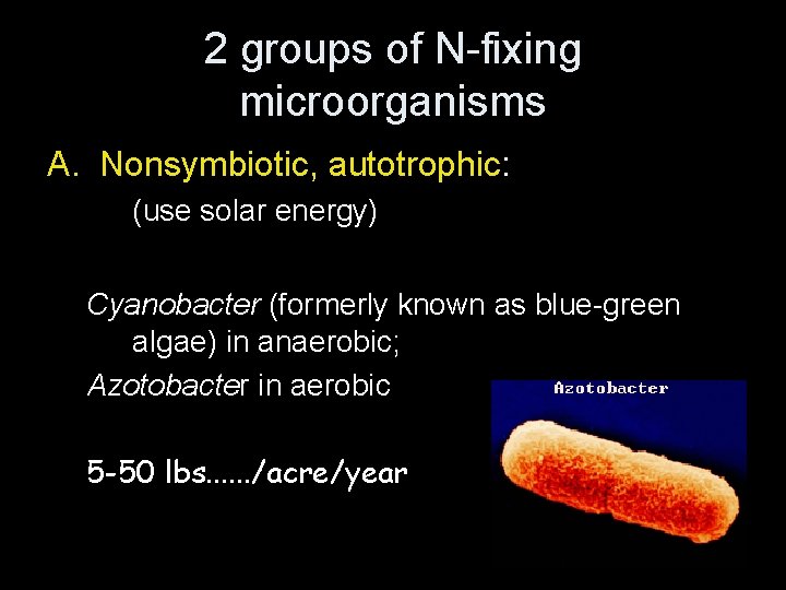 2 groups of N-fixing microorganisms A. Nonsymbiotic, autotrophic: (use solar energy) Cyanobacter (formerly known