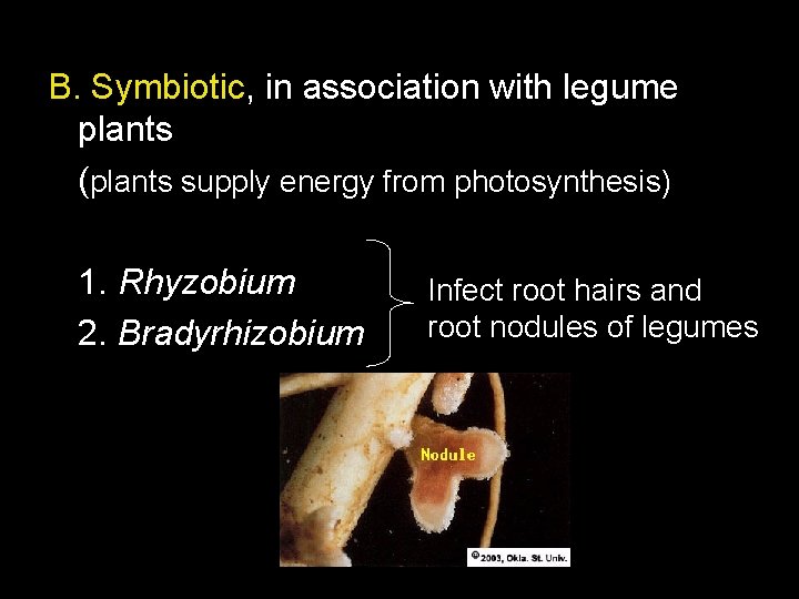 B. Symbiotic, in association with legume plants (plants supply energy from photosynthesis) 1. Rhyzobium