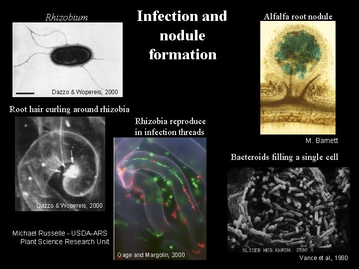 Infection and nodule formation Rhizobium Alfalfa root nodule Dazzo & Wopereis, 2000 Root hair