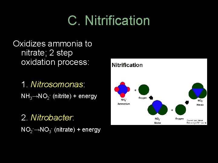 C. Nitrification Oxidizes ammonia to nitrate; 2 step oxidation process: 1. Nitrosomonas: NH 3→NO