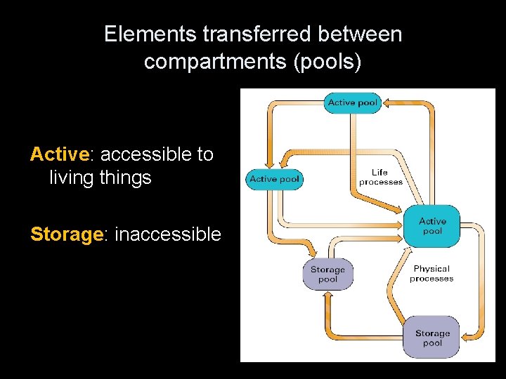 Elements transferred between compartments (pools) Active: accessible to living things Storage: inaccessible 