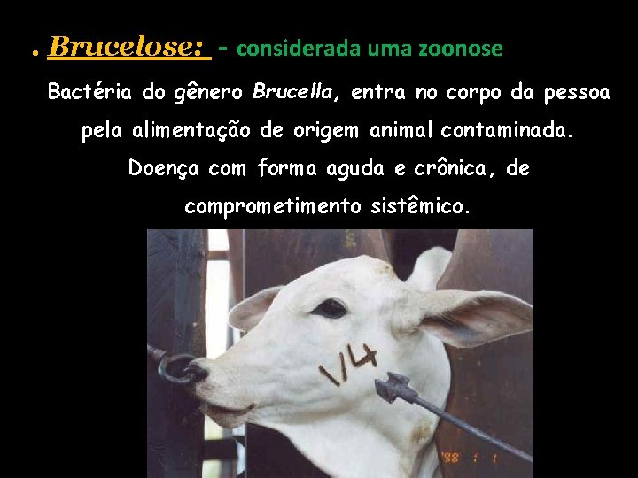 . Brucelose: - considerada uma zoonose Bactéria do gênero Brucella, entra no corpo da