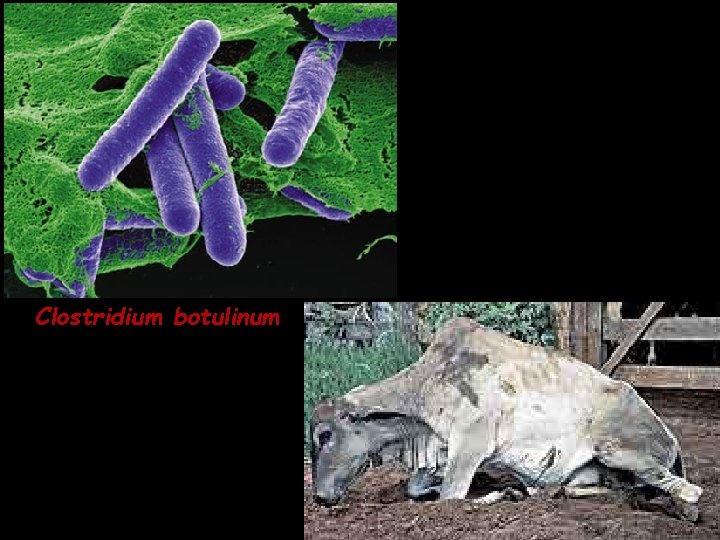 Clostridium botulinum 