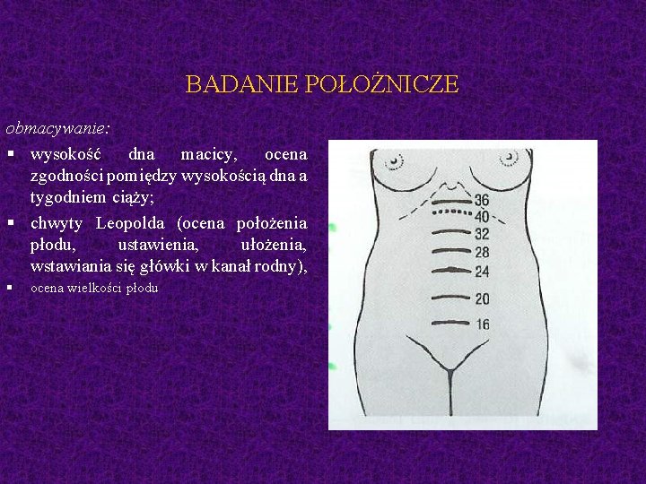 BADANIE POŁOŻNICZE obmacywanie: § wysokość dna macicy, ocena zgodności pomiędzy wysokością dna a tygodniem