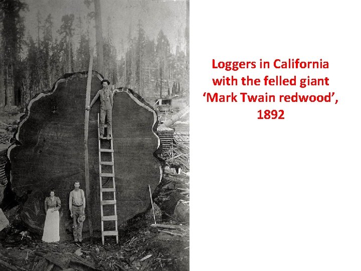 Loggers in California with the felled giant ‘Mark Twain redwood’, 1892 