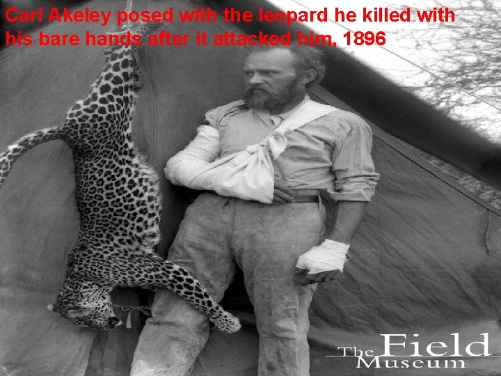 Carl Akeley posed with the leopard he killed with his bare hands after it