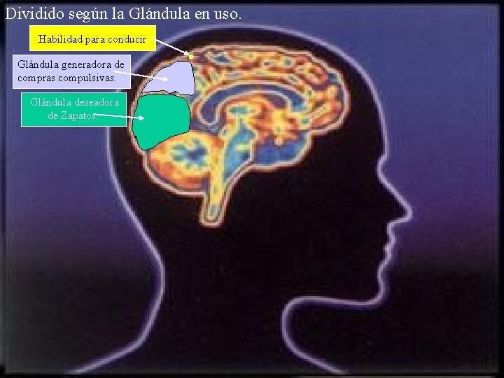 Dividido según la Glándula en uso. Habilidad para conducir. Glándula generadora de compras compulsivas.