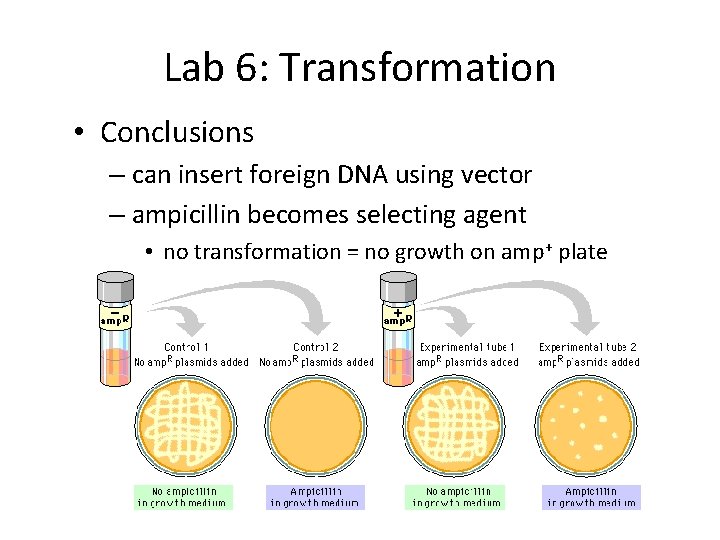 Lab 6: Transformation • Conclusions – can insert foreign DNA using vector – ampicillin