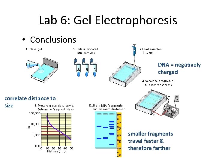 Lab 6: Gel Electrophoresis • Conclusions DNA = negatively charged correlate distance to size