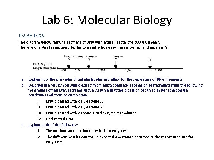 Lab 6: Molecular Biology ESSAY 1995 The diagram below shows a segment of DNA