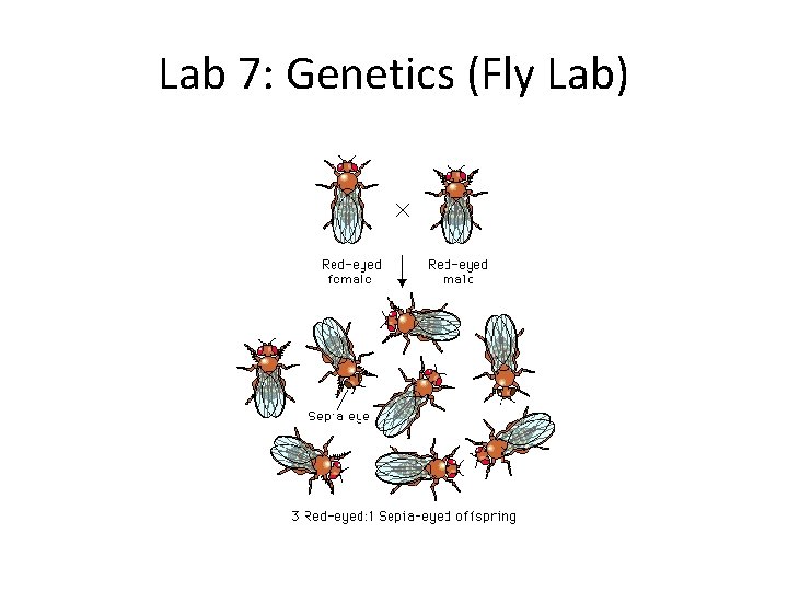Lab 7: Genetics (Fly Lab) 