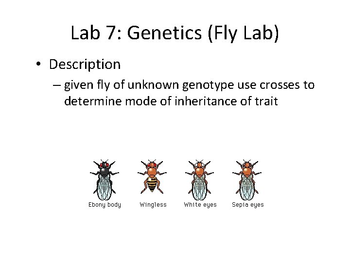 Lab 7: Genetics (Fly Lab) • Description – given fly of unknown genotype use