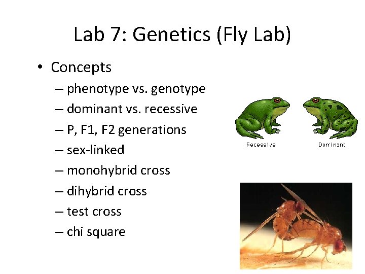 Lab 7: Genetics (Fly Lab) • Concepts – phenotype vs. genotype – dominant vs.