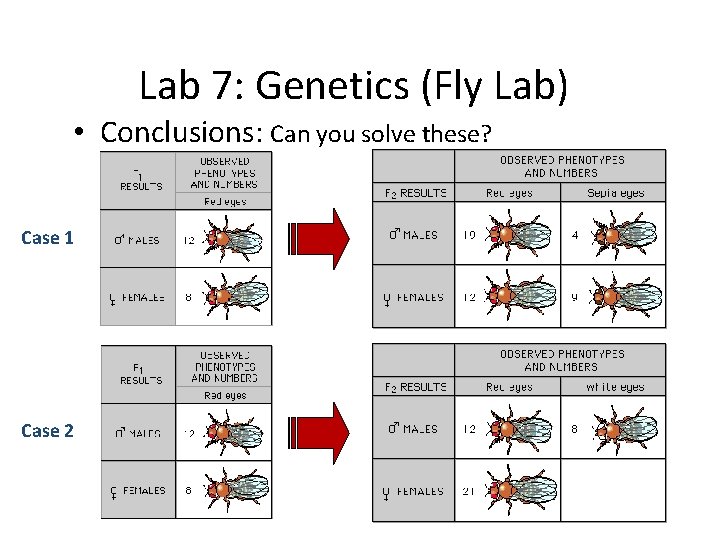 Lab 7: Genetics (Fly Lab) • Conclusions: Can you solve these? Case 1 Case