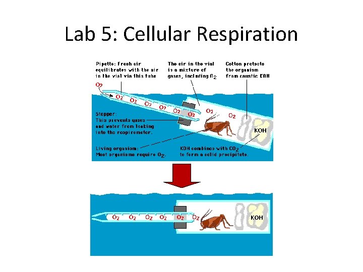 Lab 5: Cellular Respiration 