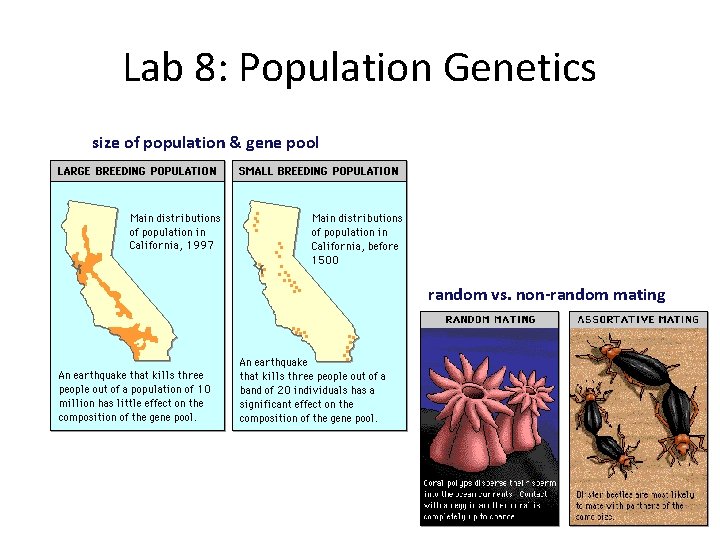 Lab 8: Population Genetics size of population & gene pool random vs. non-random mating