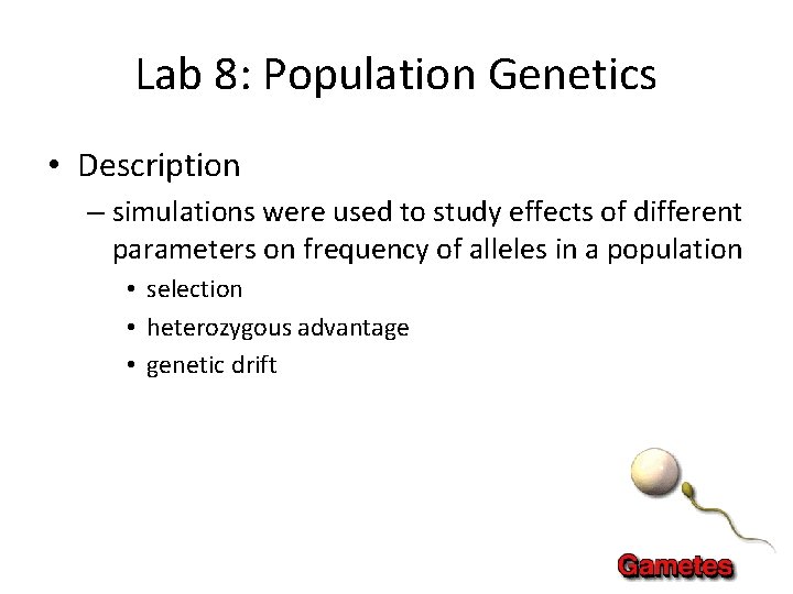Lab 8: Population Genetics • Description – simulations were used to study effects of