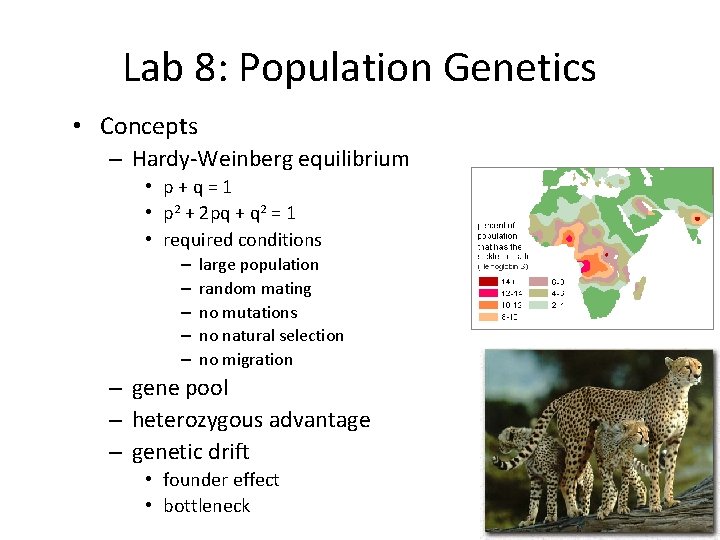 Lab 8: Population Genetics • Concepts – Hardy-Weinberg equilibrium • p+q=1 • p 2