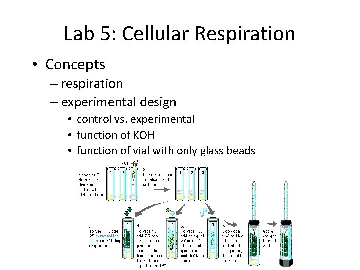 Lab 5: Cellular Respiration • Concepts – respiration – experimental design • control vs.