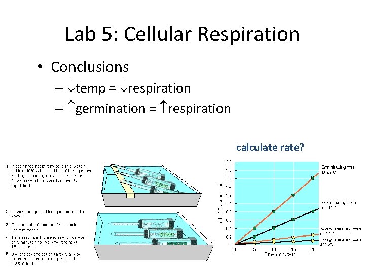 Lab 5: Cellular Respiration • Conclusions – temp = respiration – germination = respiration