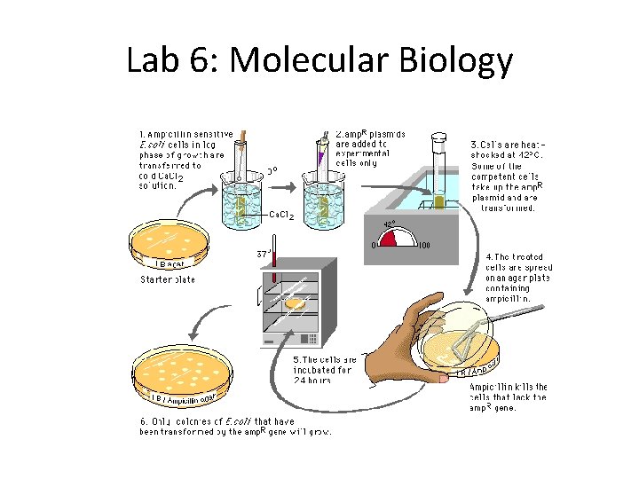 Lab 6: Molecular Biology 