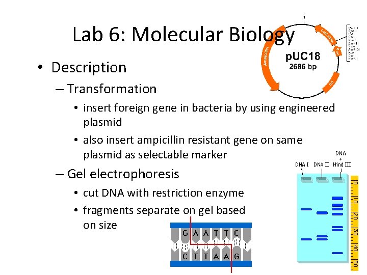 Lab 6: Molecular Biology • Description – Transformation • insert foreign gene in bacteria