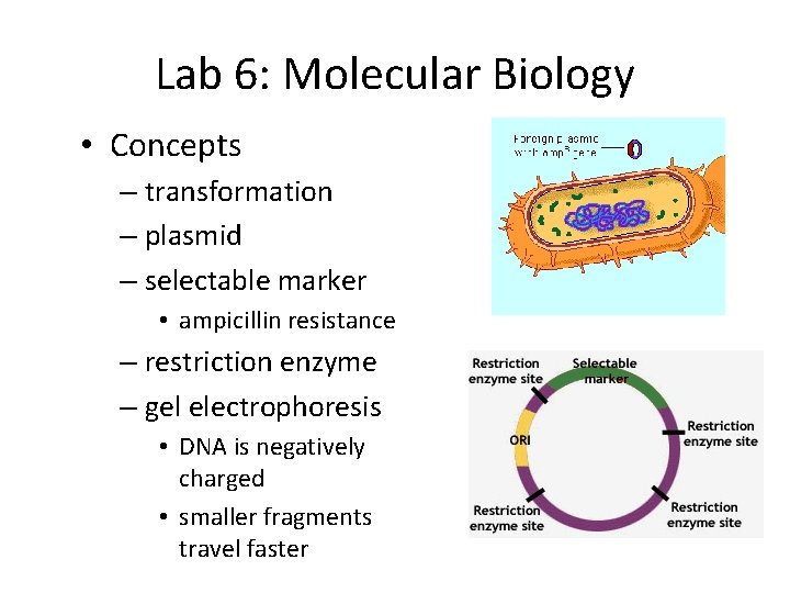 Lab 6: Molecular Biology • Concepts – transformation – plasmid – selectable marker •