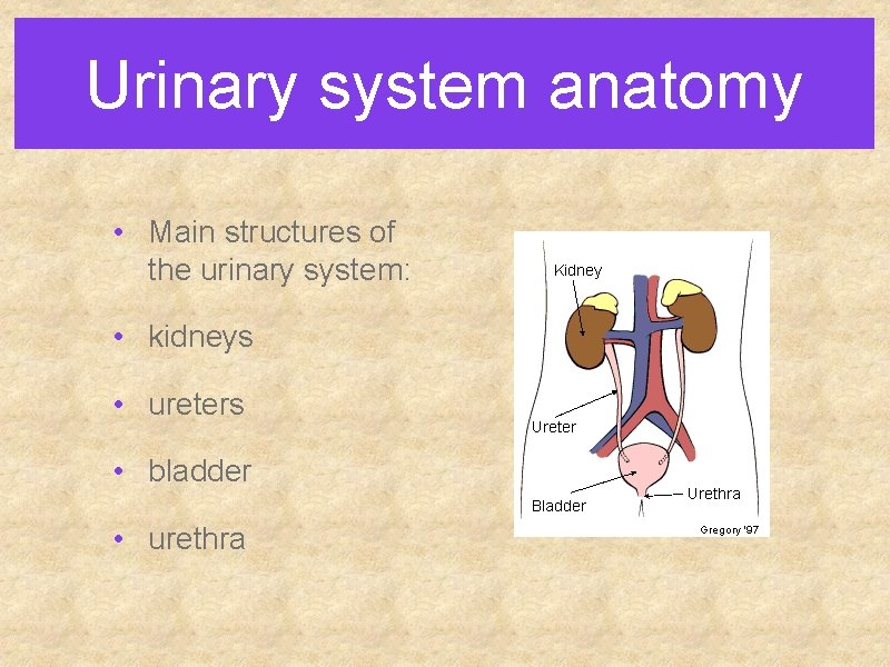 Urinary system anatomy • Main structures of the urinary system: • kidneys • ureters Urinary system anatomy • Main structures of the urinary system: • kidneys • ureters
