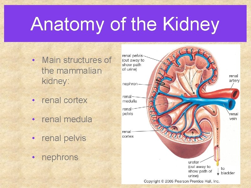 Anatomy of the Kidney • Main structures of the mammalian kidney: • renal cortex Anatomy of the Kidney • Main structures of the mammalian kidney: • renal cortex