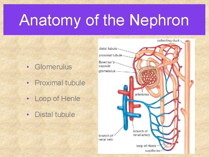 Anatomy of the Nephron • Glomerulus • Proximal tubule • Loop of Henle • Anatomy of the Nephron • Glomerulus • Proximal tubule • Loop of Henle •