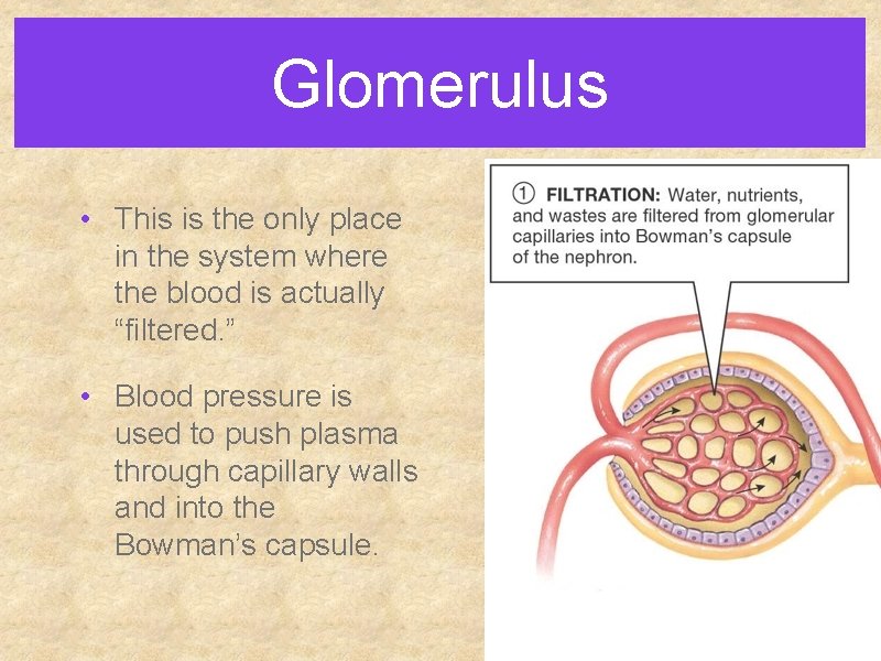 Glomerulus • This is the only place in the system where the blood is Glomerulus • This is the only place in the system where the blood is