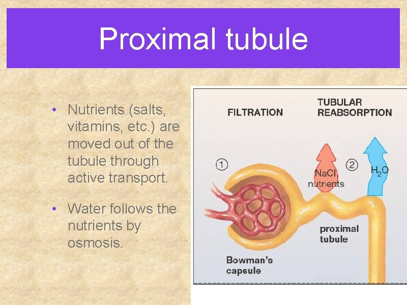 Proximal tubule • Nutrients (salts, vitamins, etc. ) are moved out of the tubule Proximal tubule • Nutrients (salts, vitamins, etc. ) are moved out of the tubule