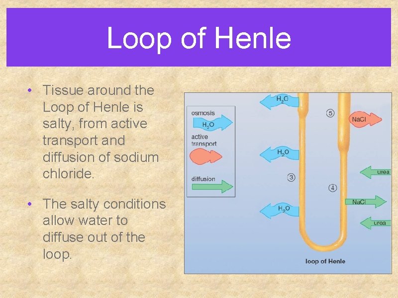 Loop of Henle • Tissue around the Loop of Henle is salty, from active Loop of Henle • Tissue around the Loop of Henle is salty, from active