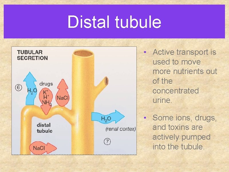 Distal tubule • Active transport is used to move more nutrients out of the Distal tubule • Active transport is used to move more nutrients out of the