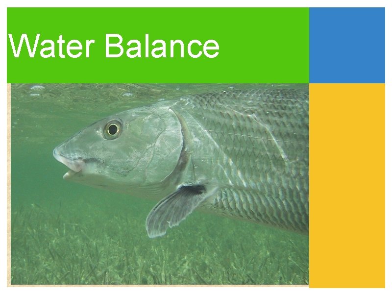 Water Balance Water Balance