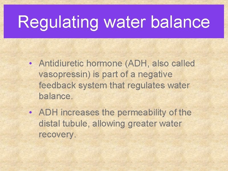 Regulating water balance • Antidiuretic hormone (ADH, also called vasopressin) is part of a Regulating water balance • Antidiuretic hormone (ADH, also called vasopressin) is part of a