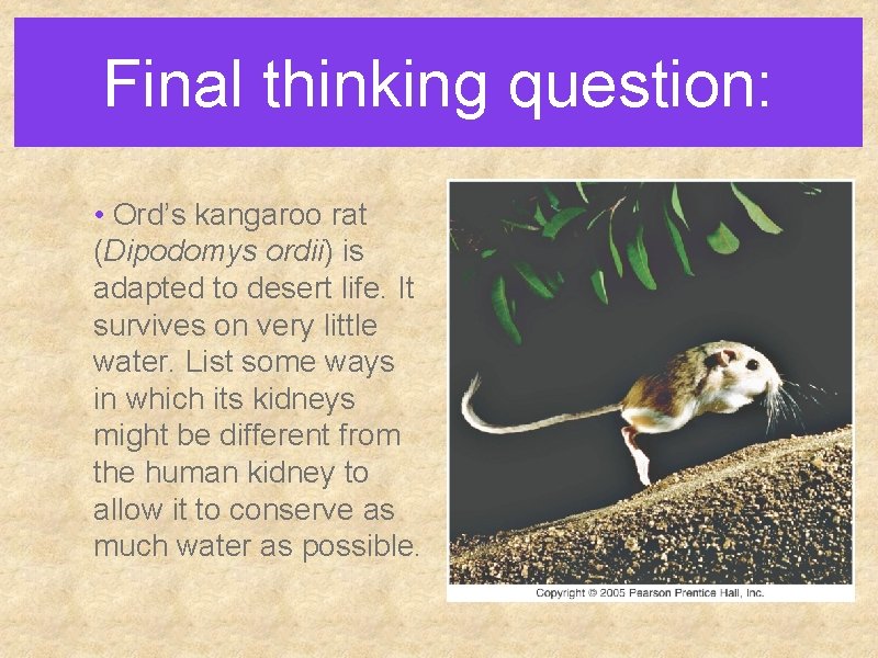 Final thinking question: • Ord’s kangaroo rat (Dipodomys ordii) is adapted to desert life. Final thinking question: • Ord’s kangaroo rat (Dipodomys ordii) is adapted to desert life.